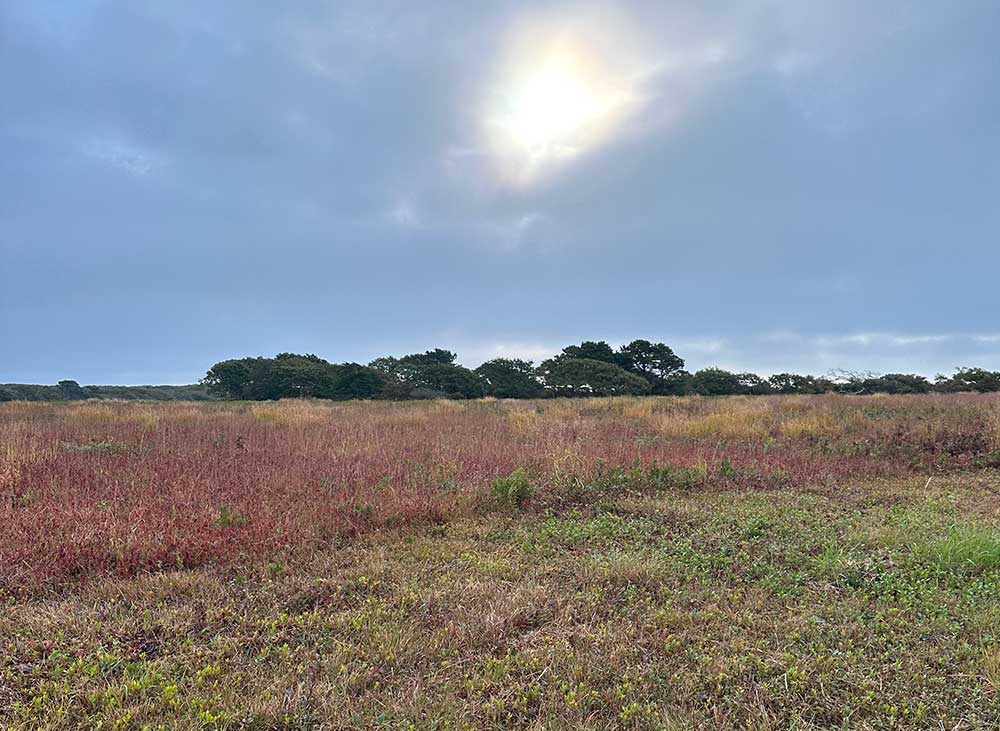 Scrubby Landscape of Martha’s Vineyard